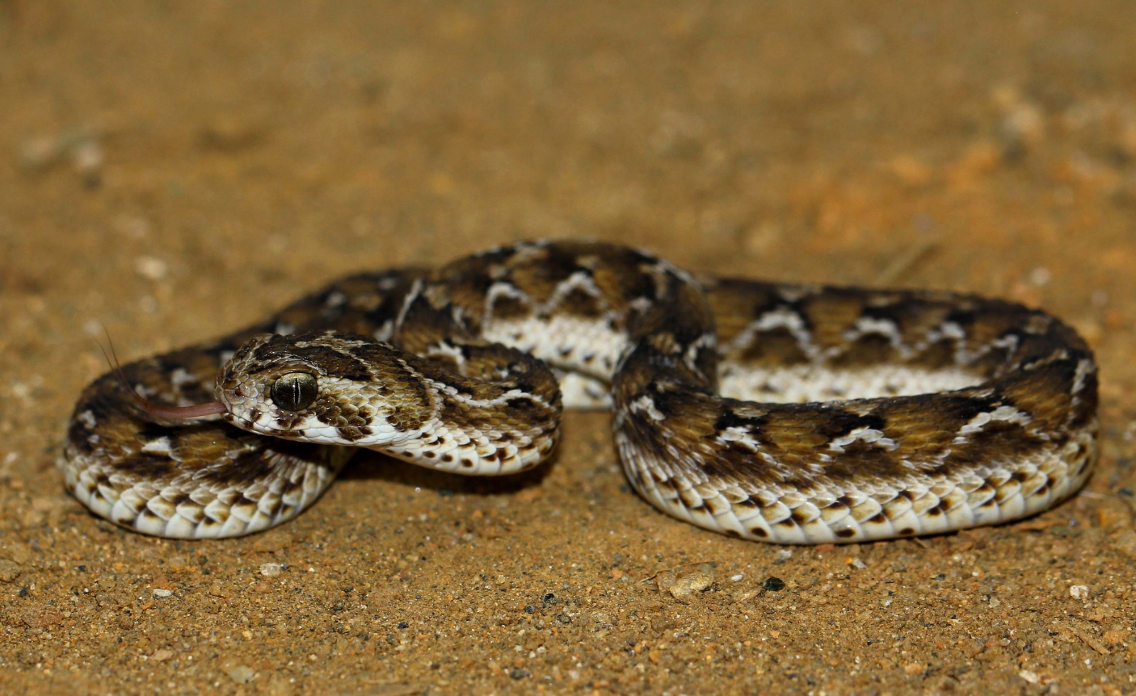 Sri Lankan Snake Species